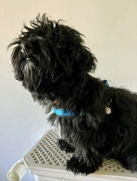havanese bw zaya ch.jpg